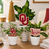 Oklahoma, University of