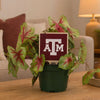 Texas A&M