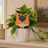 Mercer University