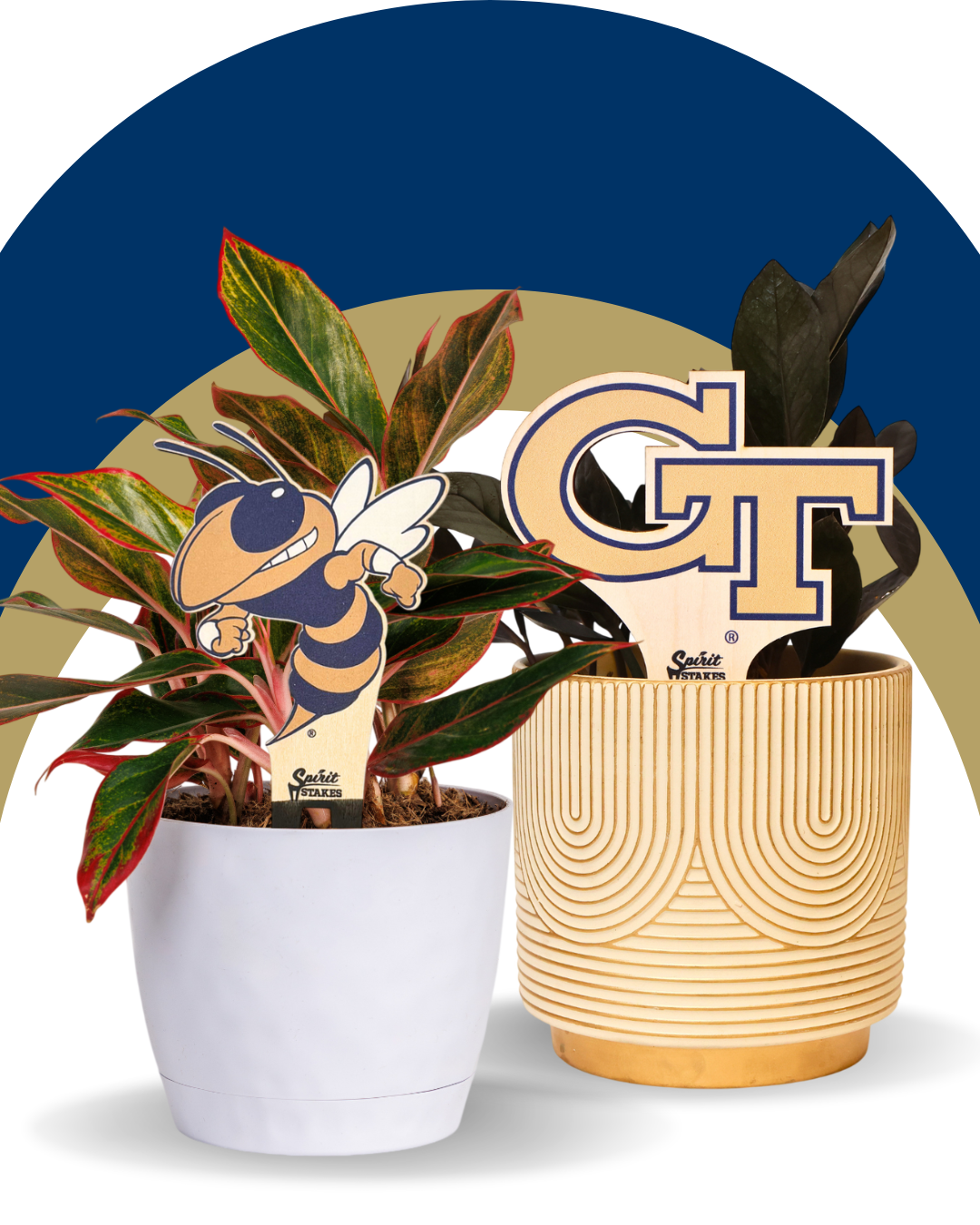 Georgia Tech – Spirit Stakes