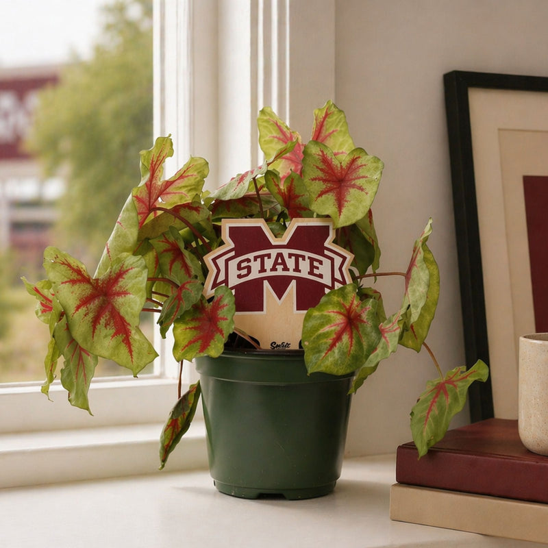 Mississippi State University