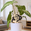 University of Colorado Buffalo Color Plant Stake