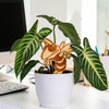 Georgia Tech Buzz Natural Wood Plant Stake
