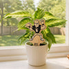 Purdue Pete Color Plant Stake