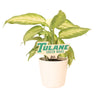 Tulane University "Green Wave" Color Plant Stake