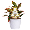 Appalachian State University Color Plant Stake