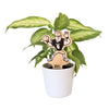 Purdue Pete Color Plant Stake