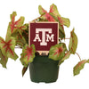 Texas A&M ATM Color Plant Stake