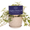 Alpha Delta Pi Motto Color Plant Stake