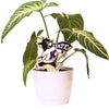 Kansas State Waving Flag Color Plant Stake