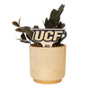 Central Florida 'UCF' Color Plant Stake