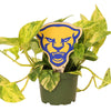University of Pittsburgh Roc Color Plant Stake