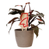 University of Mississippi Landshark Color Plant Stake