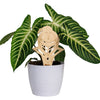 Central Florida Knight Natural Wood Plant Stake