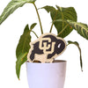 University of Colorado Buffalo Color Plant Stake