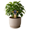 Toledo University Rocky Color Plant Stake