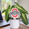 The Ohio State University Color Plant Stake