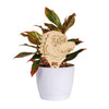 Marquette Eagle Natural Wood Plant Stake