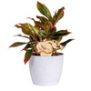 University of Arkansas Running Razorback Natural Wood Plant Stake