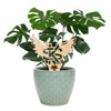 Kennesaw State University Wings Natural Wood Plant Stake