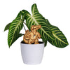 University of Florida Albert Natural Wood Plant Stake