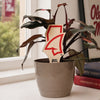 University of Mississippi Landshark Color Plant Stake