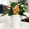 Georgia Southern Strutting Gus Natural Wood Plant Stake
