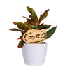 University of Florida Gator Head Natural Wood Plant Stake