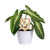 University of Missouri "MU" Natural Wood Plant Stake