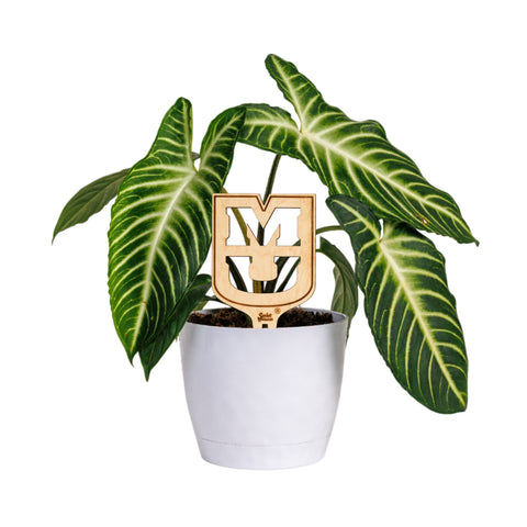 indoor plant stake University of Missouri 