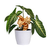 Georgia Tech Buzz Natural Wood Plant Stake