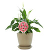 Alpha Omicron Pi Flower Color Plant Stake