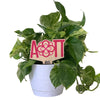 Alpha Omicron Pi Logo Color Plant Stake