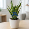 University of Akron 'A' Acrylic Plant Stake