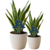 University of Akron 'A' Acrylic Plant Stake