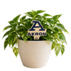 University of Akron Color Plant Stake