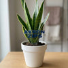 University of Akron Zips Acrylic Plant Stake