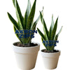 University of Akron Zips Acrylic Plant Stake