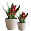 University of Alabama Crimson Tide Acrylic Plant Stake