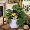 Appalachian State University Yosef Color Plant Stake