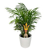Arizona State Pitchfork Color Plant Stake