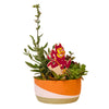Arizona State Sparky Color Plant Stake