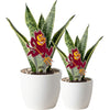 Arizona State Sparky Acrylic Plant Stake