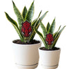 University of Arkansas Razorback Head Acrylic Plant Stake