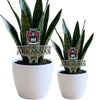 University of Arkansas Old Main Acrylic Plant Stake