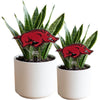 University of Arkansas Running Razorback Acrylic Plant Stake