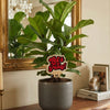 Austin Peay State University 'Let's Go' Color Plant Stake