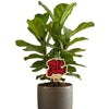 Austin Peay State University 'Let's Go' Color Plant Stake