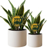 Baylor Bear Acrylic Plant Stake