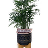 Bowling Green Color Plant Stake